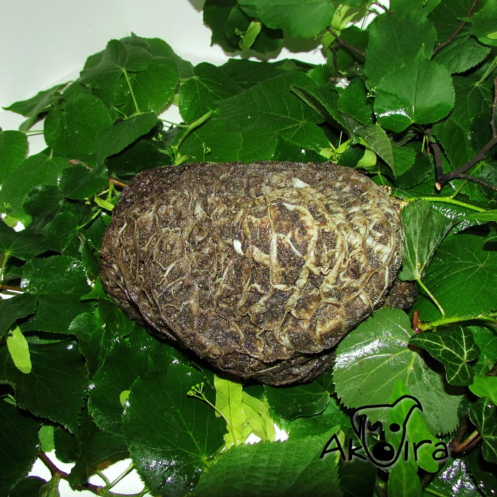BD Yummy Hovězí dršťky zelené v kuse 1 kg