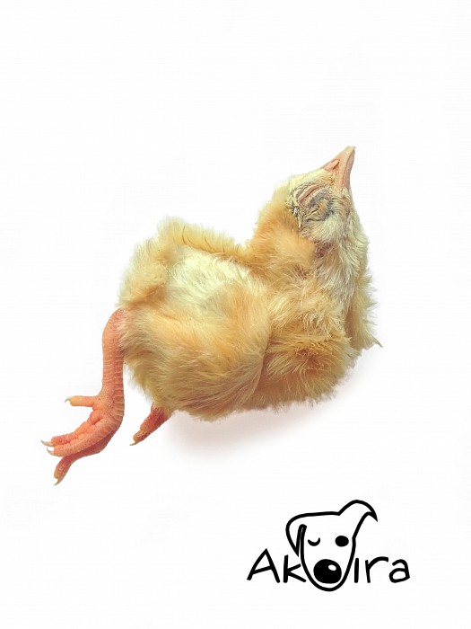 Kuřátko jednodenní 1 ks